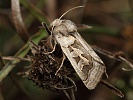 Jasnok��dlec z�padn� Episema glaucina (jasnobarvec z�padn�) - samice