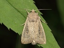 plavok��dlec pob�e�n� Leucania obsoleta