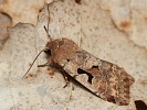 Jarnice ovocn� Orthosia gothica, �umava, Soumarsk� most, b�ezen 2024