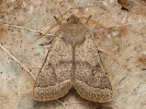 Jarnice lipov� Orthosia cerasi, �umava, Soumarsk� most, b�ezen 2024