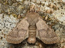 Jarnice lipov� Orthosia cerasi, �umava, Soumarsk� most, b�ezen 2024