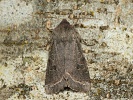 Jarnice b�eznov� Orthosia incerta, �umava, Soumarsk� most, b�ezen 2024