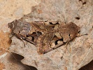 Jarnice ovocn� Orthosia gothica - kopulace, �umava, Soumarsk� most, b�ezen 2024