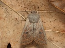 Jarnice hladk� Orthosia gracilis, Polab�, Ti�ice, duben 2026