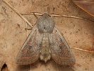 Jarnice hladk� Orthosia gracilis, Polab�, Ti�ice, duben 2026
