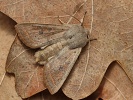Jarnice hladk� Orthosia gracilis, Polab�, Ti�ice, duben 2026
