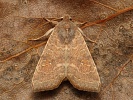 Zlatok��dlec topolov� Cirrhia ocellaris (Xanthia ocellaris)