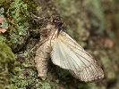 Pestroskvrnka �zkok��dl� Scotochrosta pulla (d�evobarvec �zkok��dl�)