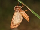 Koso��rnice trnkov� Mesogona acetosellae (osenice trnkov�)
