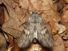 Pestroskvrnka �zkok��dl� Scotochrosta pulla (d�evobarvec �zkok��dl�)