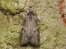Pestroskvrnka �zkok��dl� Scotochrosta pulla (d�evobarvec �zkok��dl�)
