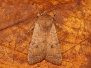 P��mo��rnice jilmov� Sunira circellaris (polnice j�vov�, Agrochola circellaris)