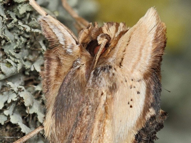 Kukléřka krtičníková