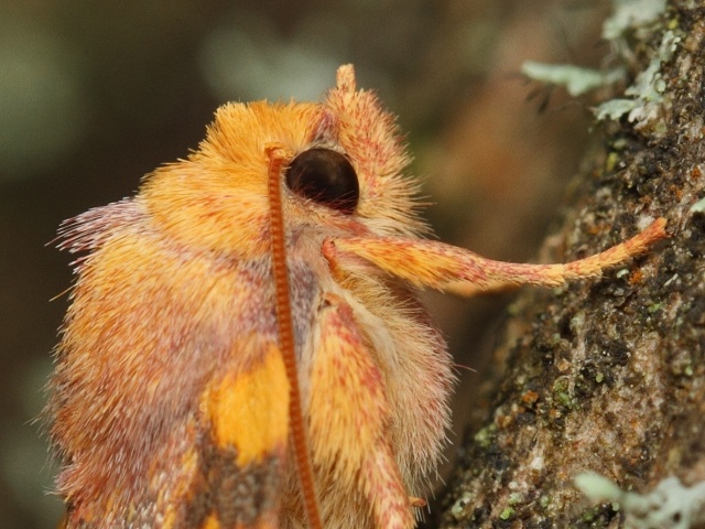 Zlatokřídlec bukový