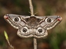 martin habrov Saturnia pavonia - samice