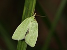 Obale� dubov� Tortrix viridana, Milovice, kv�ten 2018