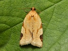 obale� znamenan� Paramesia gnomana