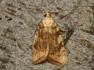 obale� dubinov� Aleimma loeflingiana