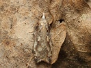 Obale� Acleris cristana, Horn� Vltavice, Z�to�sk� mok�ina, duben 2024