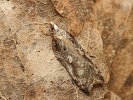 Obale� Acleris cristana, Horn� Vltavice, Z�to�sk� mok�ina, duben 2024
