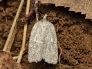 Obale� Acleris roscidana, Horn� Vltavice, Z�to�sk� mok�ina, duben 2024