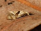 obale��k Phalonidia manniana