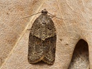 obale� Syndemis musculana