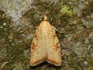 obale� dubinov� Aleimma loeflingiana