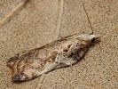 Obale� Acleris cristana, Ko��k, PP Dymokursko, duben 2026