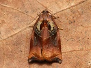 obale� zahradn� Archips podana
