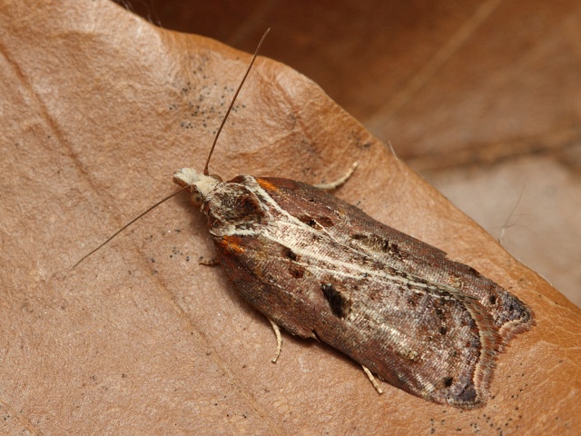 Obale� Acleris cristana
