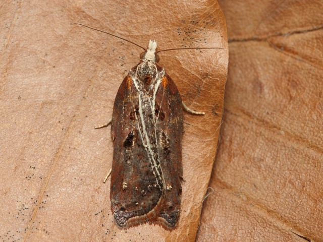 Obale� Acleris cristana