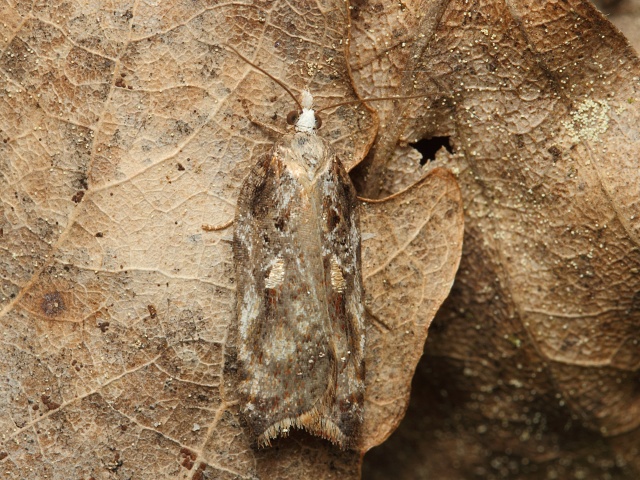 Obale� Acleris cristana
