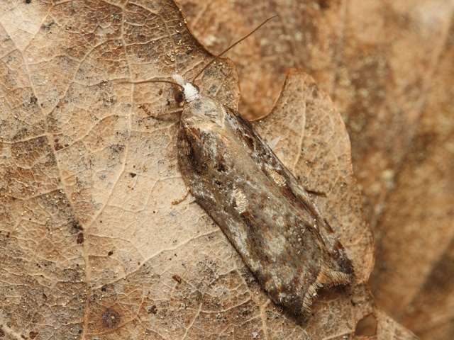 Obale� Acleris cristana