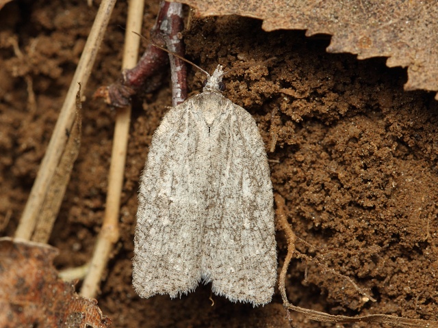 Obale� Acleris roscidana