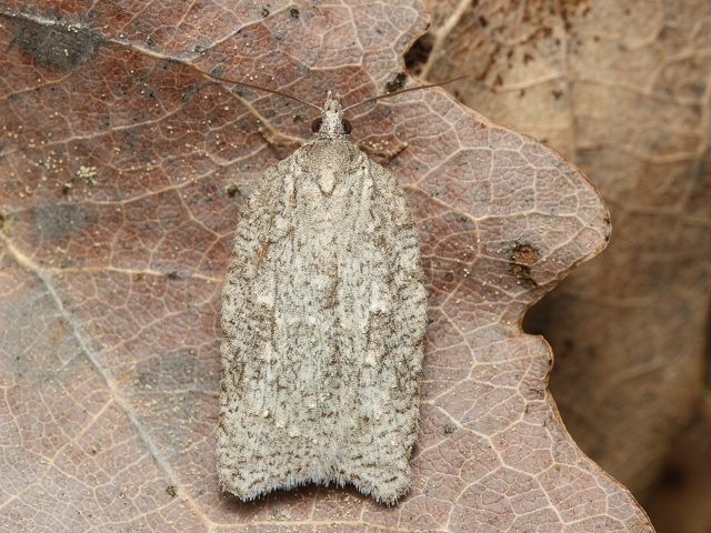 Obale� Acleris roscidana