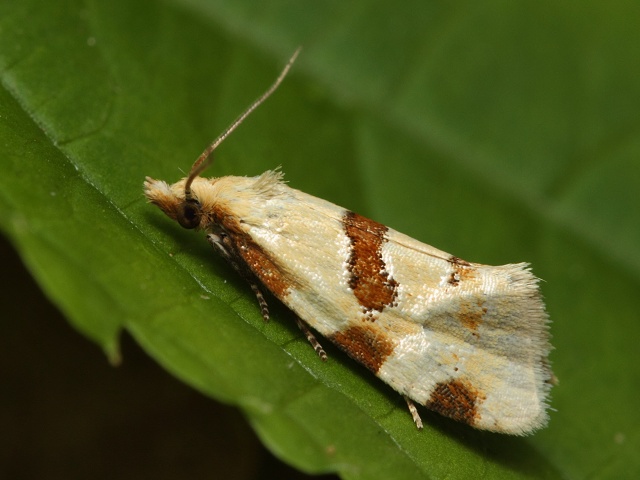 Obale��k Aethes cnicana