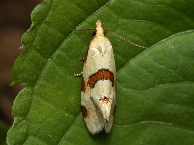 Obale��k Aethes cnicana