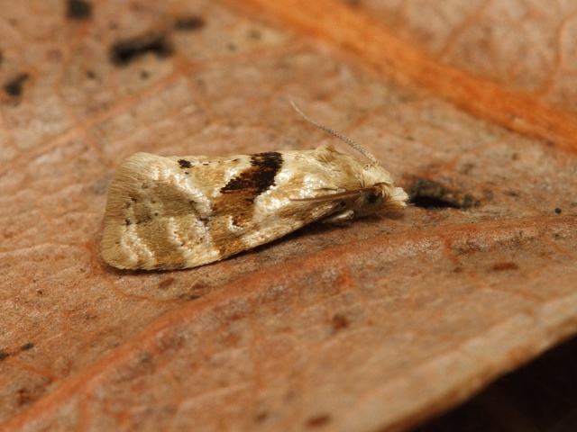 Obale��k Phalonidia manniana