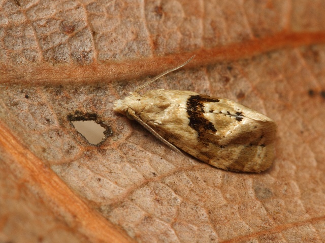 Obale��k Phalonidia manniana