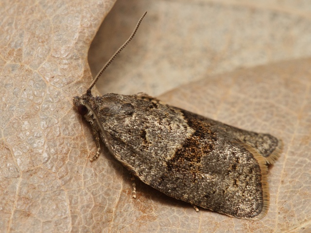 Obale� Syndemis musculana