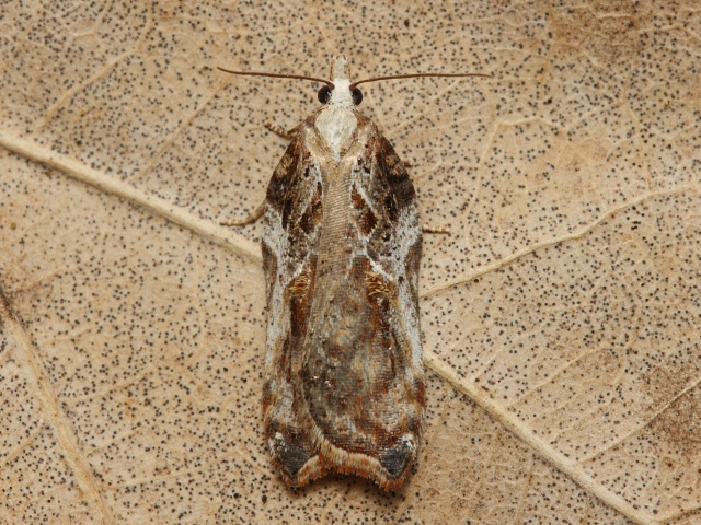 Obale� Acleris cristana