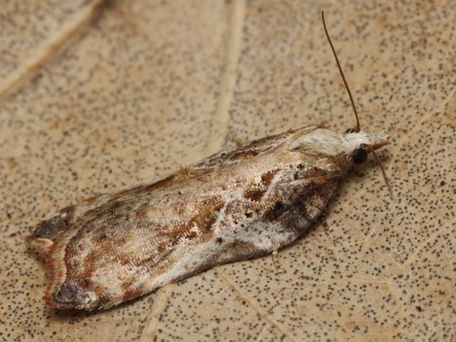 Obale� Acleris cristana