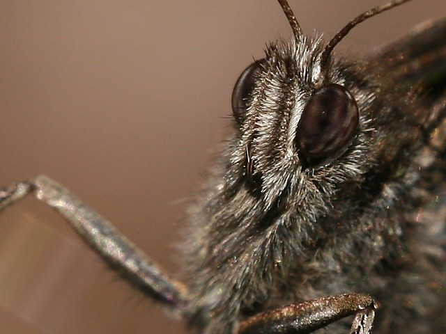 Okáč bělopásný