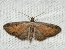 P��ali�ka vrati�ov� Eupithecia icterata, Kam�k nad Vltavou, srpen 2015