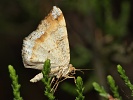 Kropenatec sosnov� Macaria liturata (kropenatec borov�)