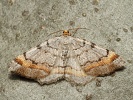 kropenatec sosnov� Macaria liturata