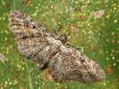 P��ali�ka vrati�ov� Eupithecia icterata, Praha, PR �ance, srpen 2022