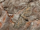 P��ali�ka vrati�ov� Eupithecia icterata, B�l� str�n� u Pokratic, srpen 2023