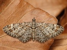 P��ali�ka zarudl� Gymnoscelis rufifasciata, Kalivodsk� bu�iny, duben 2024